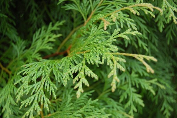 Cây bách xanh 9 cây bách xanh