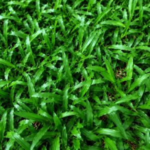 Cỏ lá tre