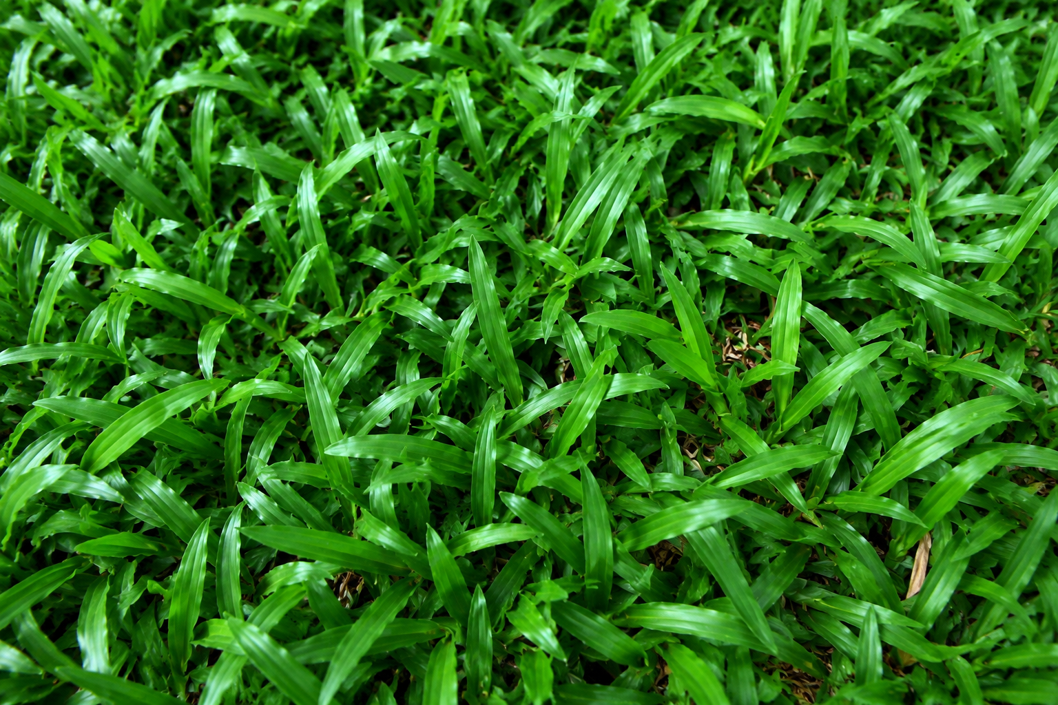 Cỏ lá tre