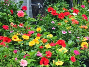 Hoa dâm bụt thái