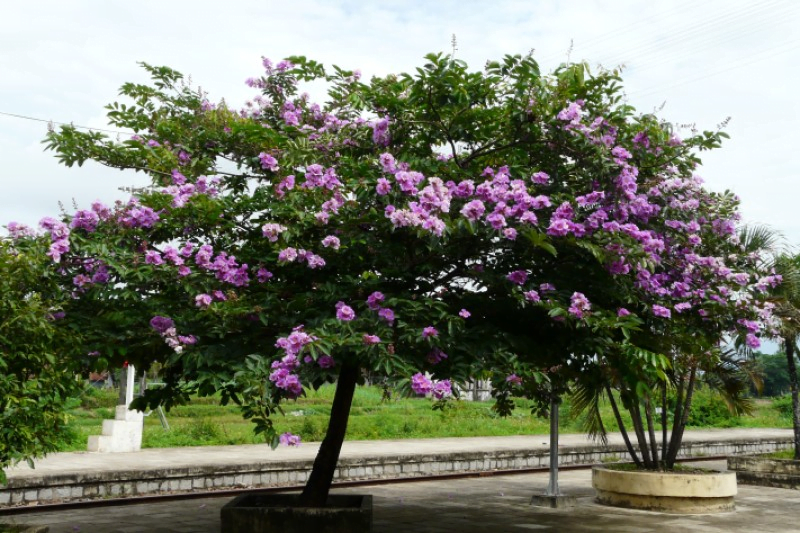 Tại sao cây bằng lăng không ra hoa