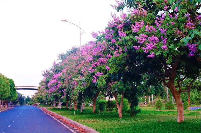 Tại sao cây bằng lăng không ra hoa