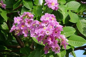 Tại sao cây bằng lăng không ra hoa