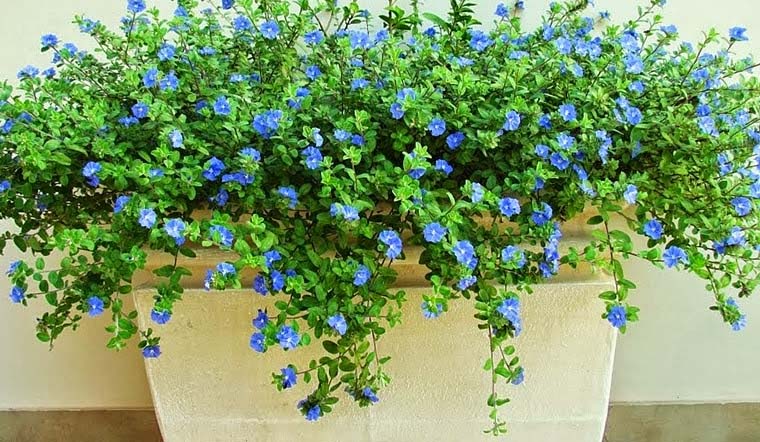 Chăm sóc cây thanh tú