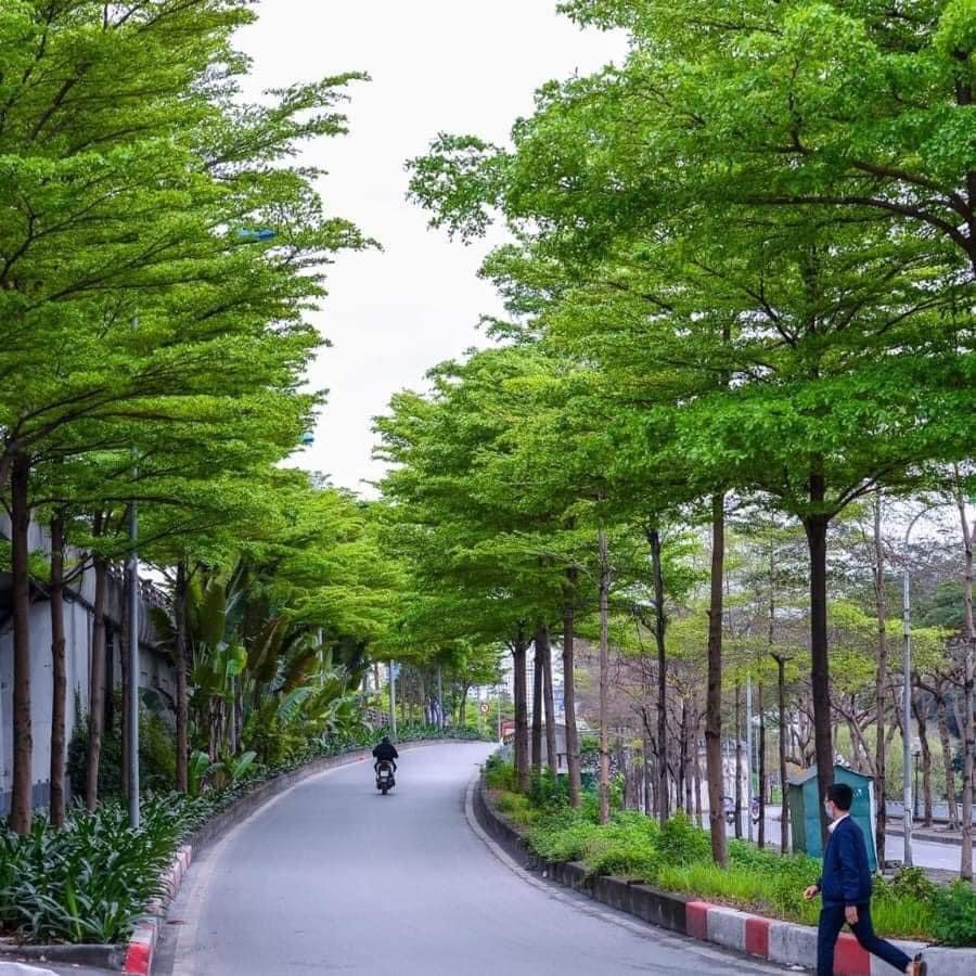 Cây bàng Đài Loan bị rụng lá
