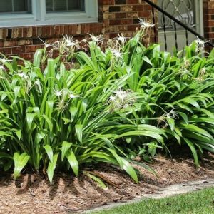 Cây Bạch Trình Biển 1 Cây Bạch Trinh Biển thường được trồng hai bên lối đi, tạo hàng rào thấp hoặc viền cho các bồn hoa, mang đến vẻ đẹp gọn gàng, thanh lịch cho sân vườn.