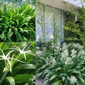 Cây Bạch Trình Biển