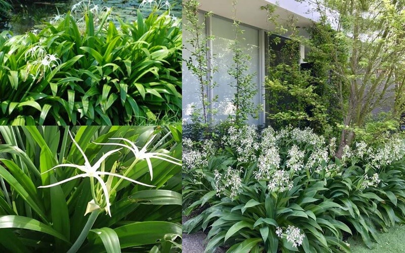 Cây Bạch Trình Biển