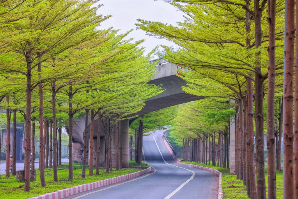 Sâu bệnh hại: Lá bị tổn thương trực tiếp
