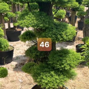 Giá Trị và Ứng Dụng Đặc Biệt Trong Thiết Kế Cảnh Quan