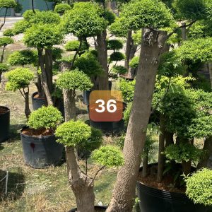 Mai Chiếu Thủy Bonsai