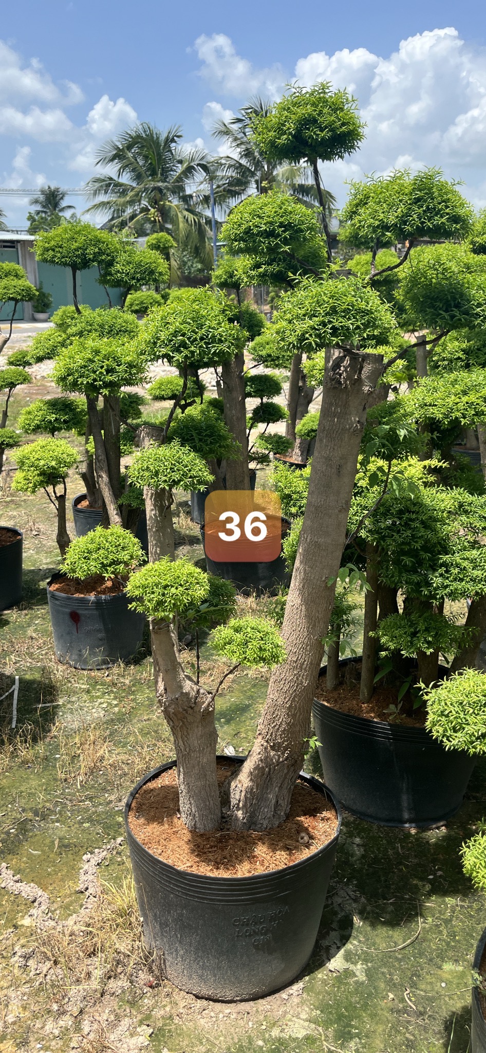 Mai Chiếu Thủy Bonsai