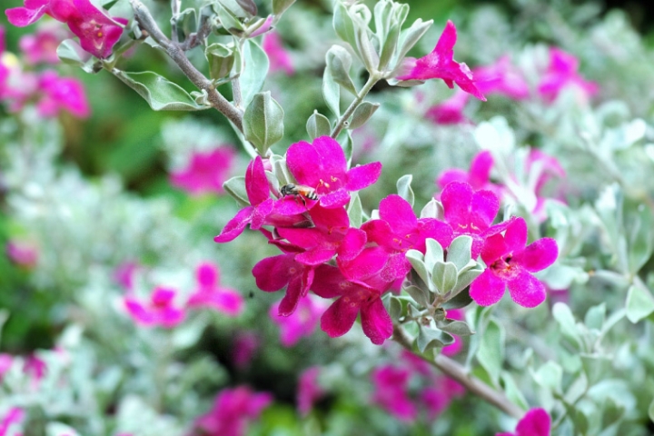 Cây tuyết sơn phi hồng
