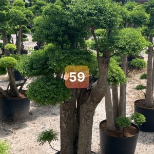 Đặc Điểm Hình Thái & Sinh Trưởng Của Cây Mai Chiếu Thủy