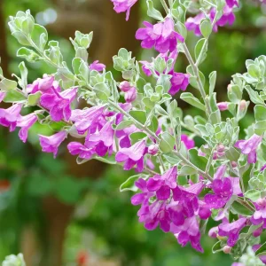 Cây tuyết sơn phi hồng