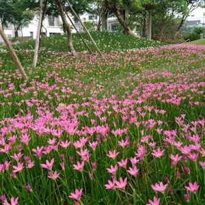 Thảm xanh cây bụi/cây phủ nền