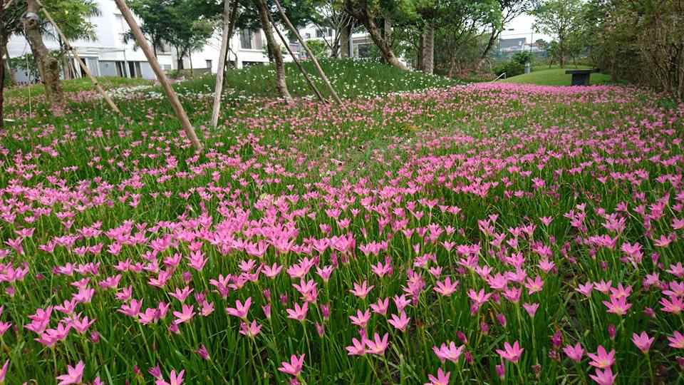 Thảm xanh cây bụi/cây phủ nền