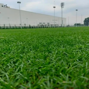 Cỏ tự nhiên