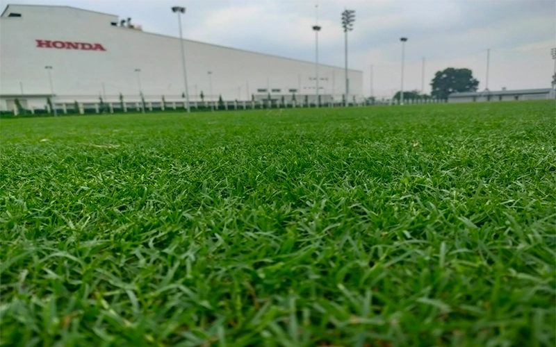 Cỏ tự nhiên