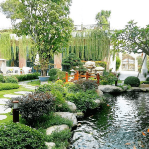 Thiết kế và xây dựng hồ cá Koi đạt chuẩn phong thủy và thẩm mỹ.