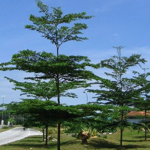 cây bàng đài loan