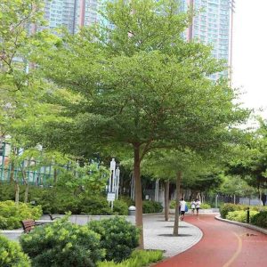 Cây Bàng Nhật 3 cây bàng nhật