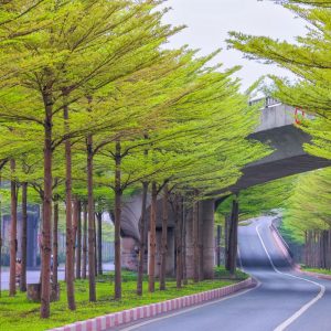 Cây Bàng Nhật 2 cây bàng nhật