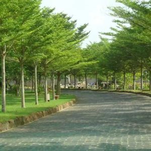 Cây Bàng Nhật 1 cay bang nhat 3