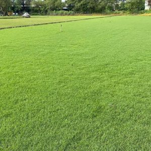 Chi Phí Thi Công Bãi Cỏ và Thảm Xanh