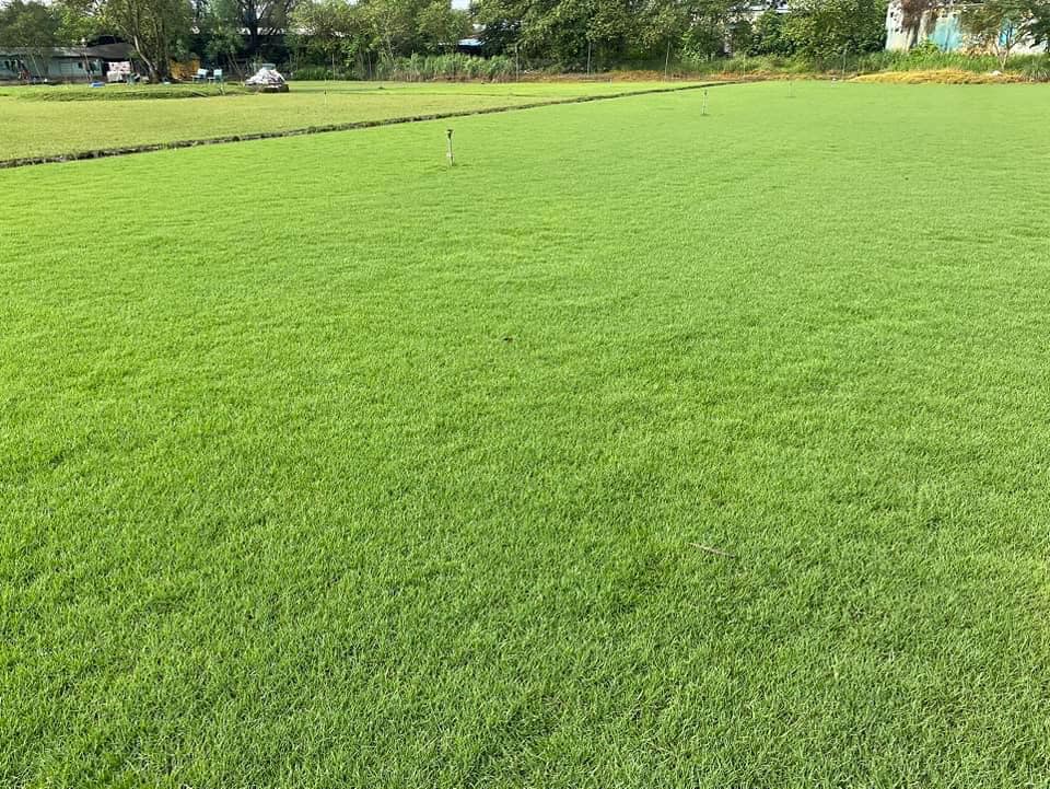 Chi Phí Thi Công Bãi Cỏ và Thảm Xanh