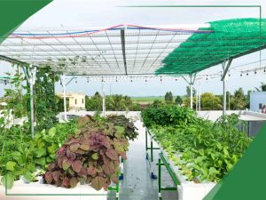 Vườn rau mini farm