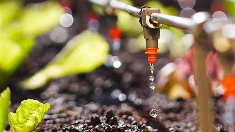 Hệ thống tưới nhỏ giọt (Drip Irrigation System):