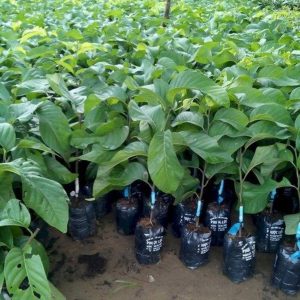 Cây Na hoàng hậu