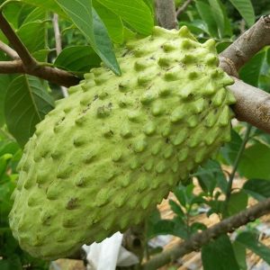 Cây Na sầu riêng