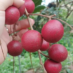 Cây Nhãn xuồng tím