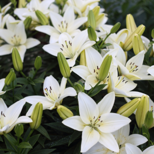 Cây Hoa Bách Hợp