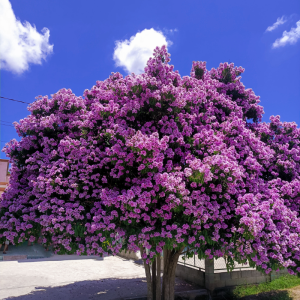 Cây Hoa Bằng Lăng