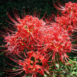 Cây Hoa Bỉ Ngạn