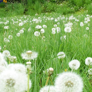 Cây Hoa Bồ Công Anh