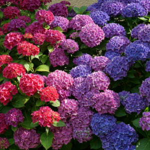 Cây Hoa Cẩm Tú Cầu