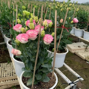 Cây Hoa Cát Tường