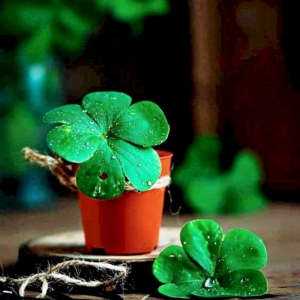 Cây Hoa Cỏ May Mắn