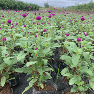 Cây Hoa Cúc Bách Nhật