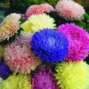 Cây Hoa Cúc Đại Đóa