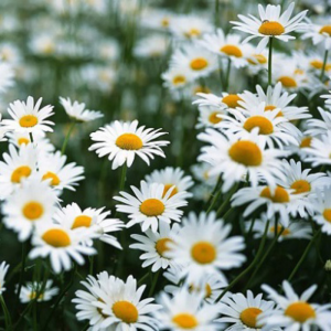 Cây Hoa Cúc Họa Mi