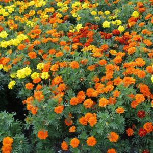 Cây Hoa Cúc Vạn Thọ