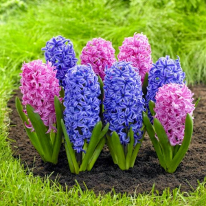 Cây Hoa Dạ Hương