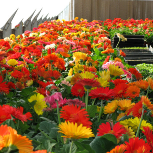 Cây Hoa ĐồNg Tiền