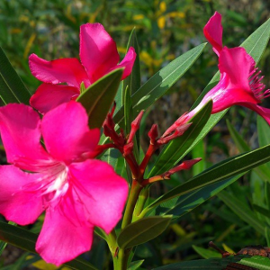 Cây Hoa Giáp Trúc