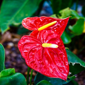 Cây Hoa Hồng Môn